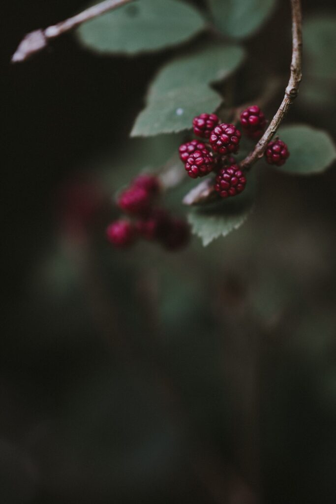 Symbolbild Brombeeren. VItamine sind gut zur Immunstärkung