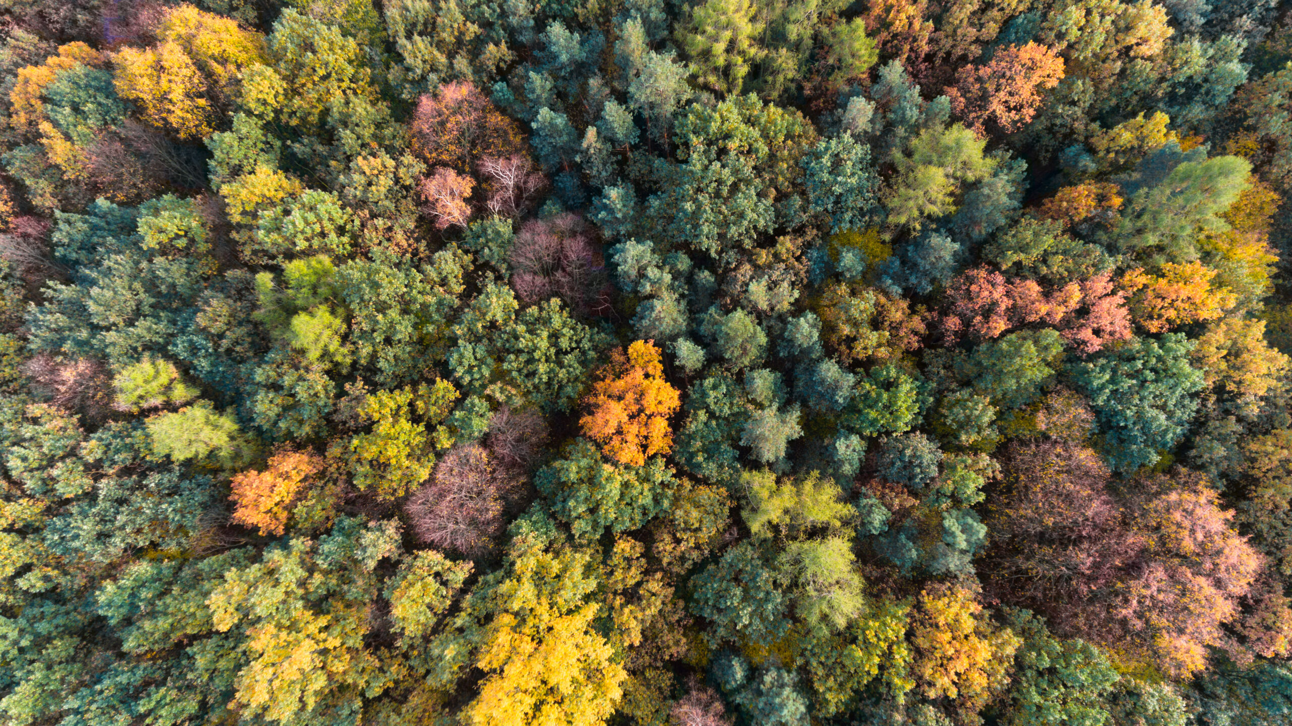 Der Wienerwald in seiner vollen Pracht