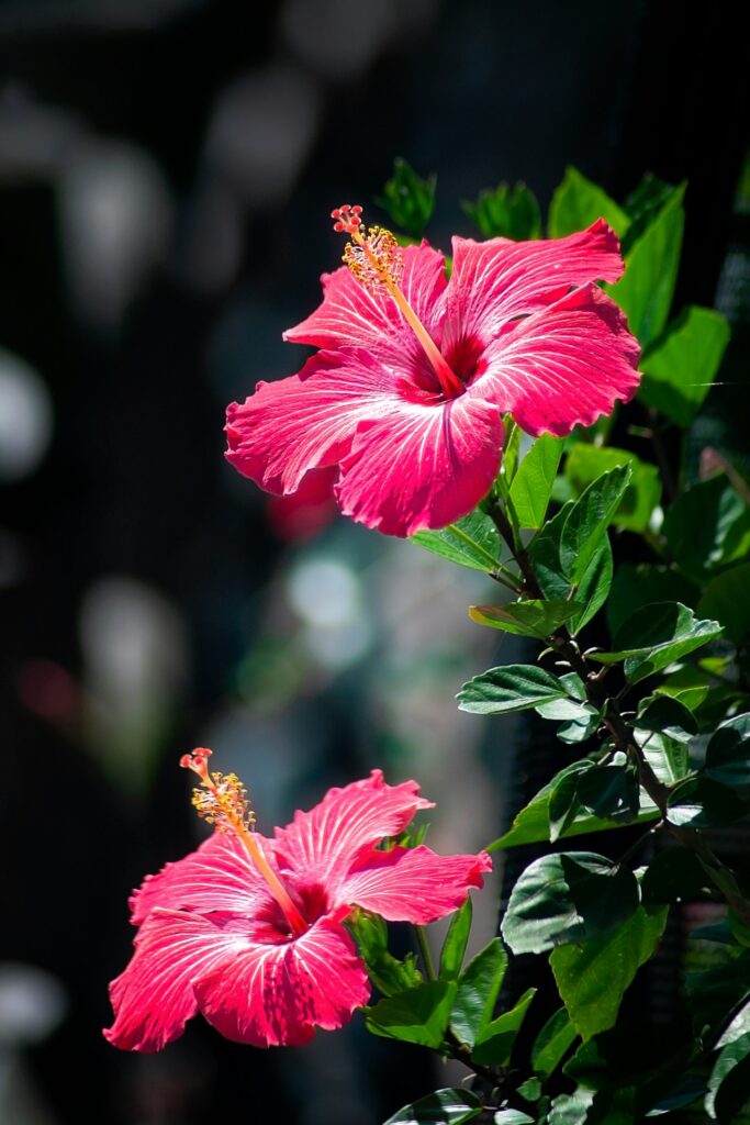 Eibisch, auch Hibiskus genannt, kann Hilfe leisten bei Erkältungen