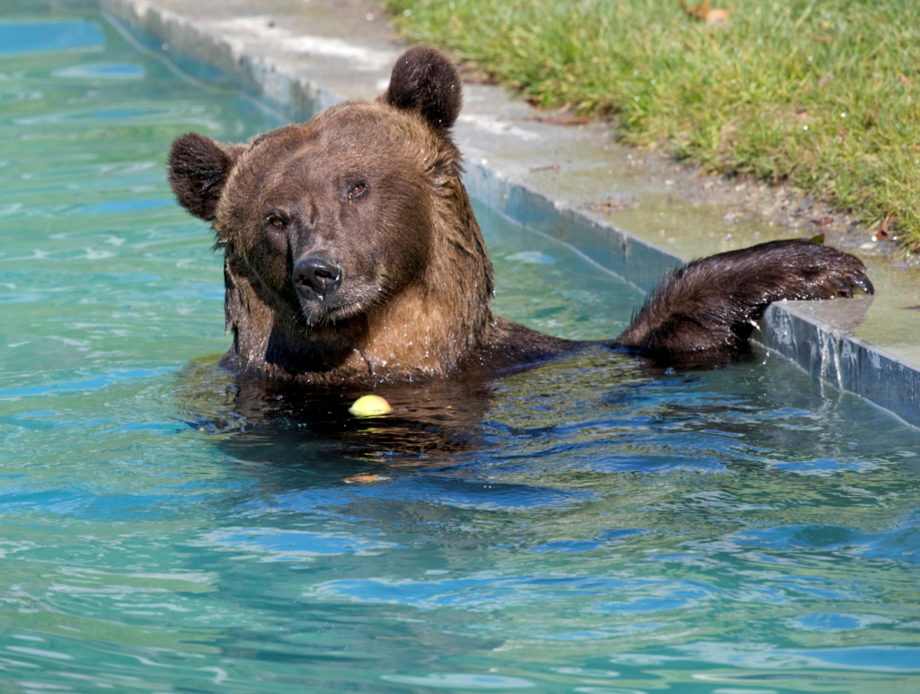 Bär in Bern